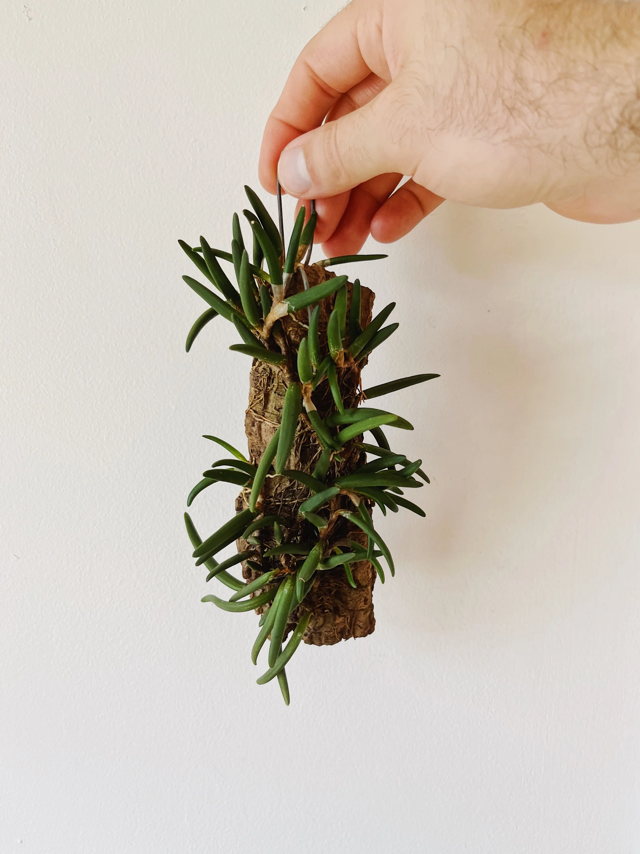 An Examination of Epiphytes — STUMP ‣ PLANTS · WARES · COMMUNITY