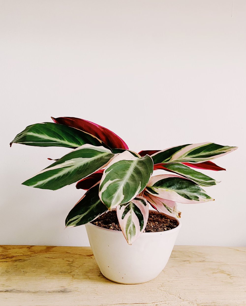 Comprehensive Care - A Guide to Our Prettily Patterned Plant Friends — ‣ PLANTS · WARES · COMMUNITY