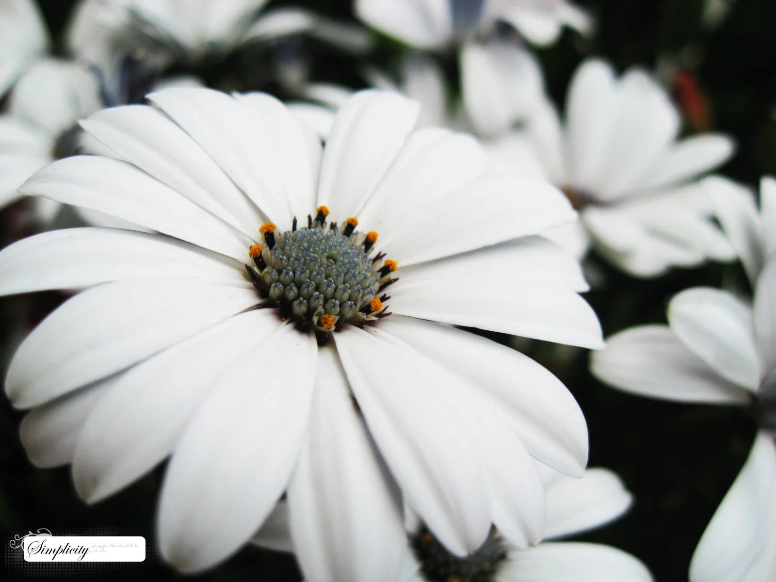 Simplicity_by_queen_of_randomness8.jpg