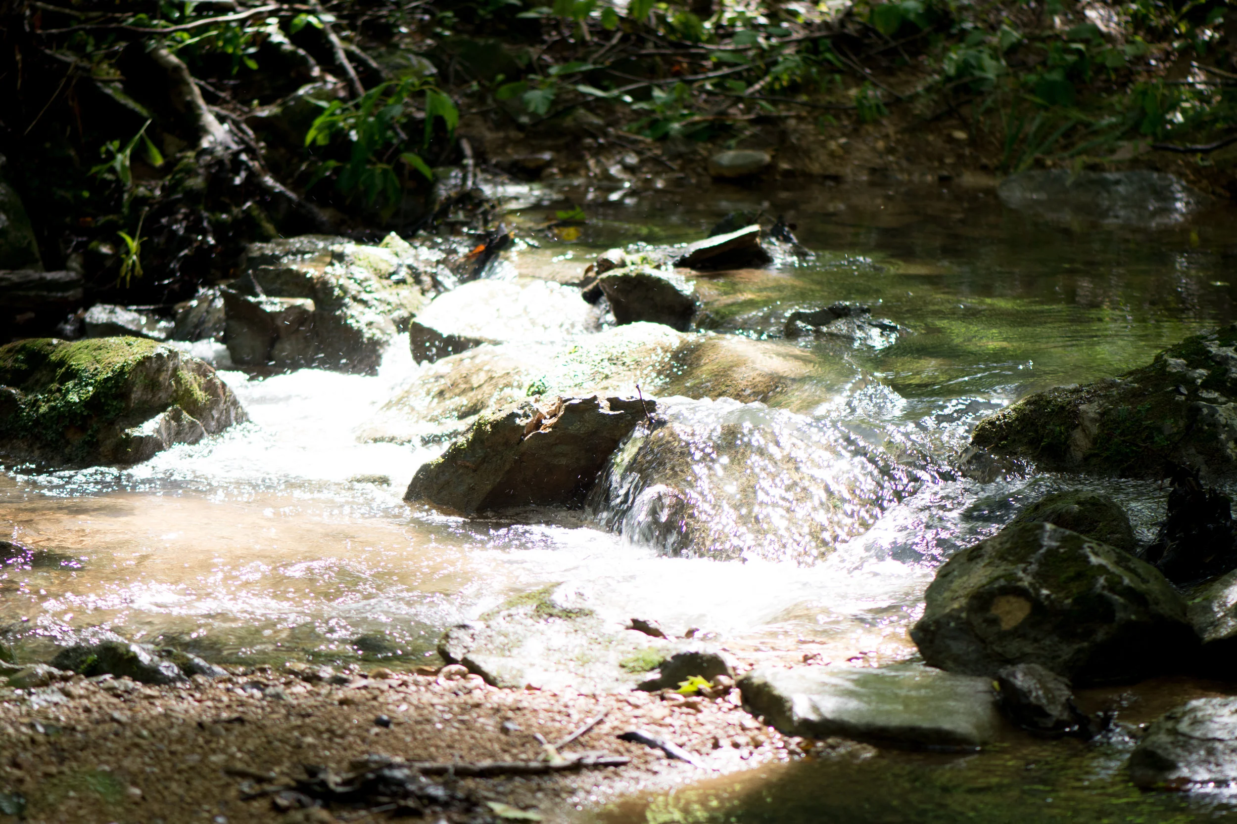 DSC_8706.jpg
