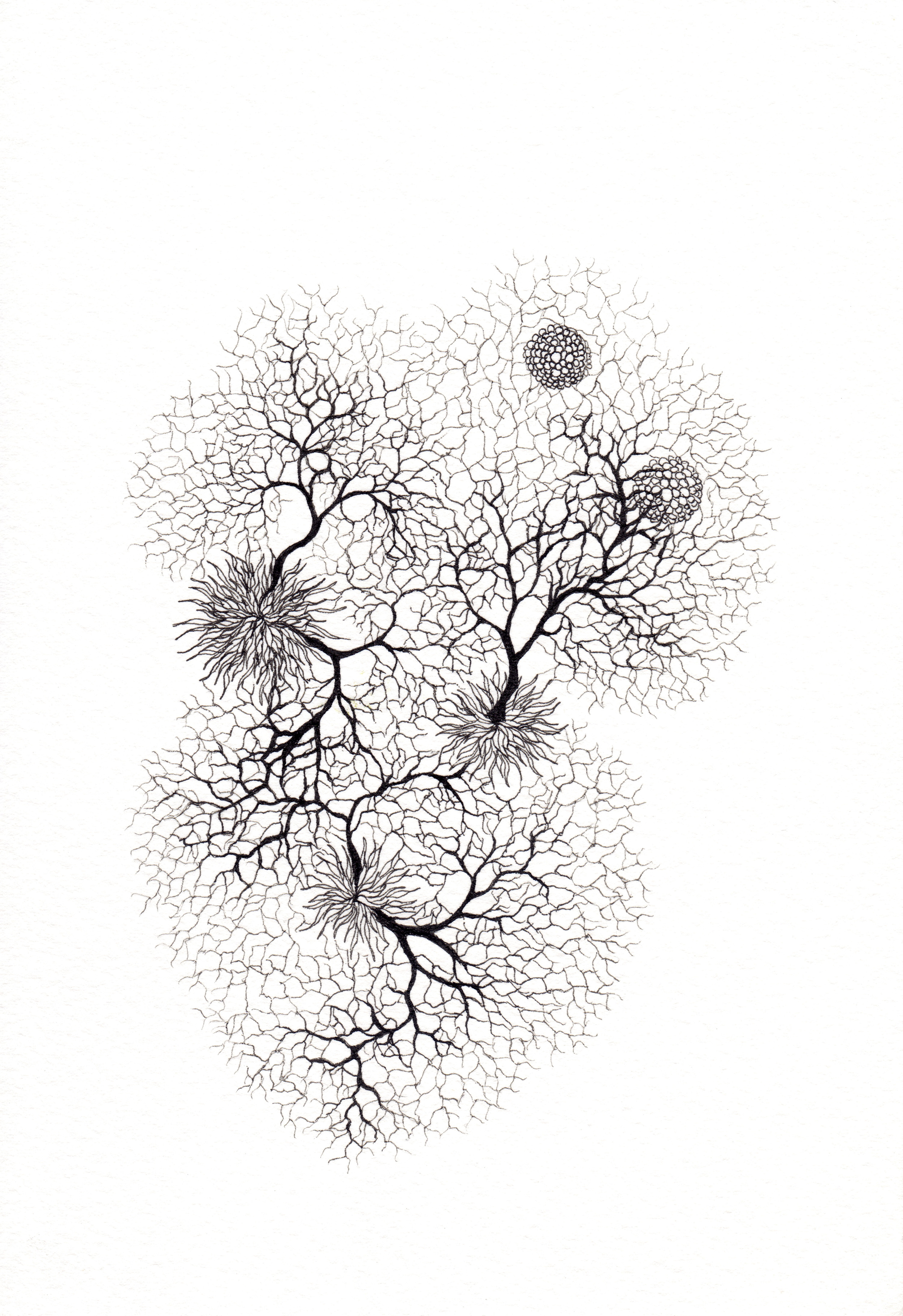 Loveborne , 2014, Ink on paper, 7 x 5 in
