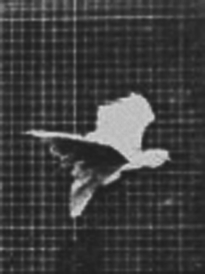 Eadweard Muybridge, Cockatoo; flying . Plate 759, 1887