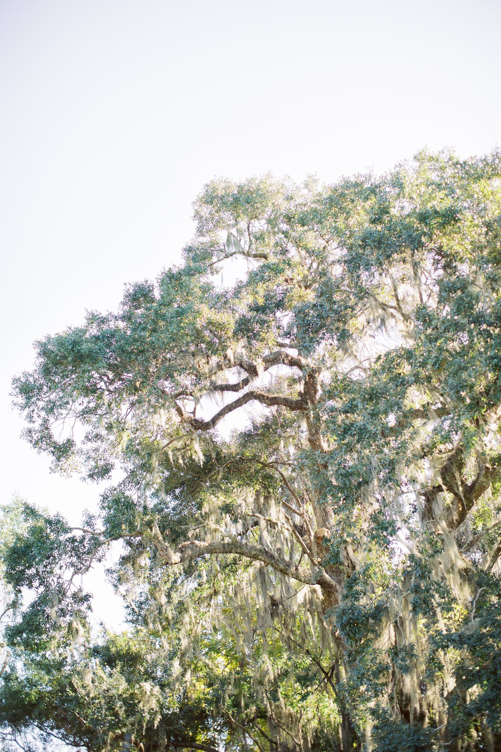 Magnolia Plantation Wedding