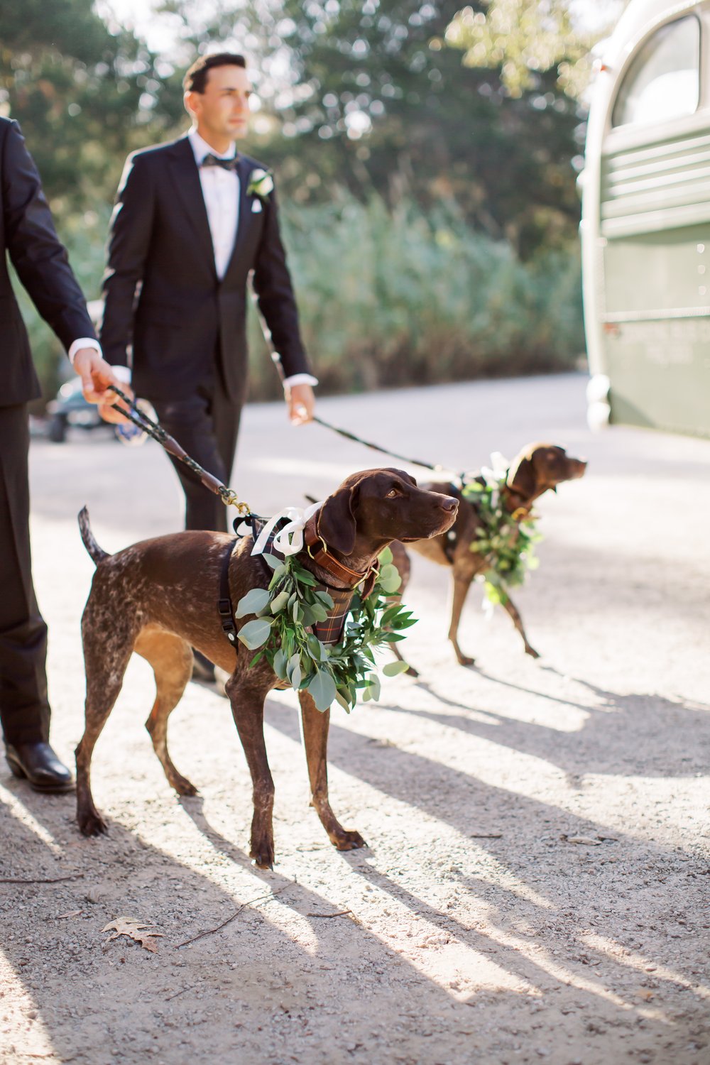 Dogs at Wedding in Charleston, SC
