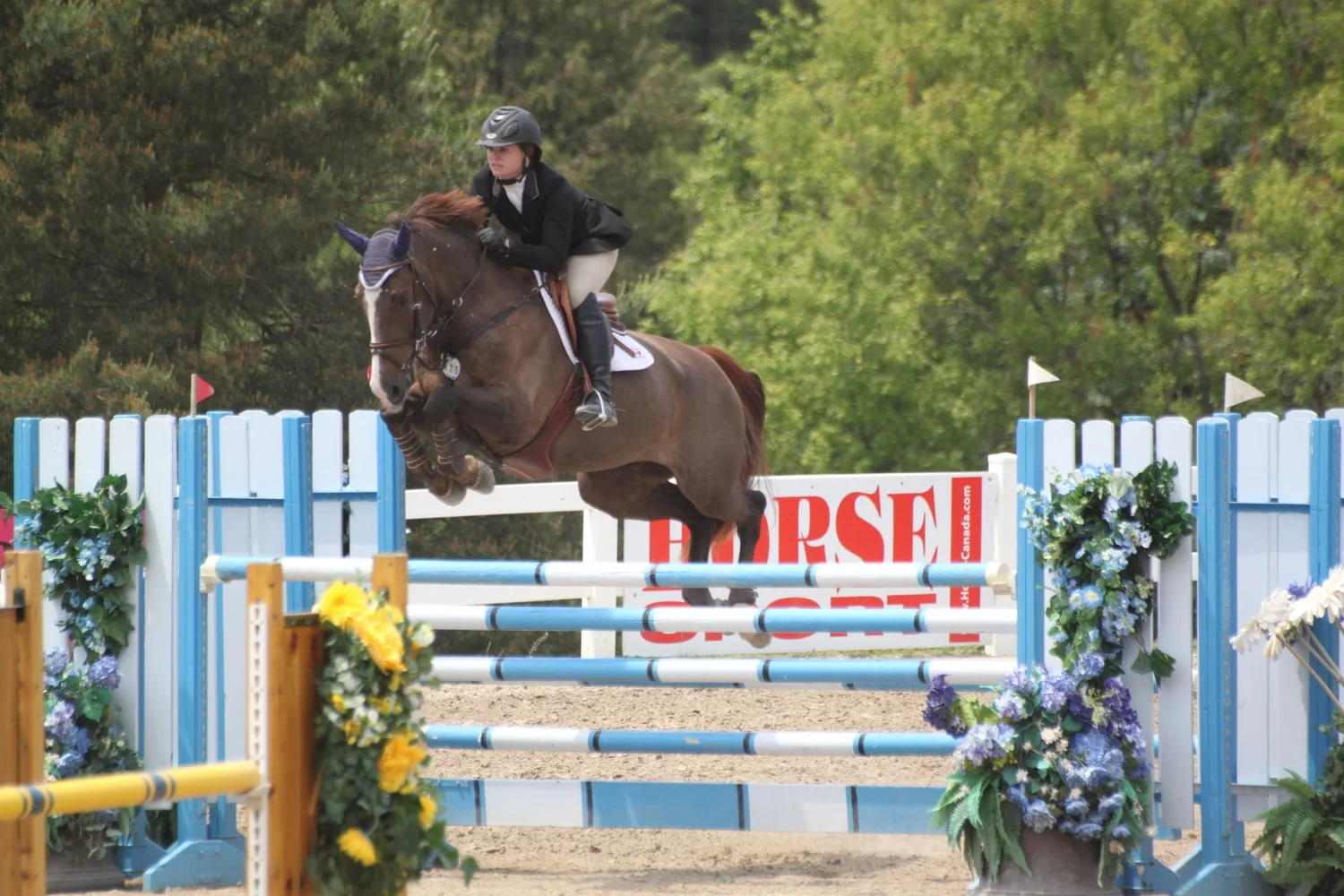 2001 KWPN Gelding - Trained and Shown by Kevin Holowack