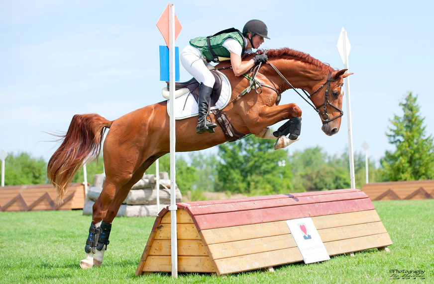 2008 Dutch Gelding - with Kevin for training and then sold as an Eventing prospect to Ontario