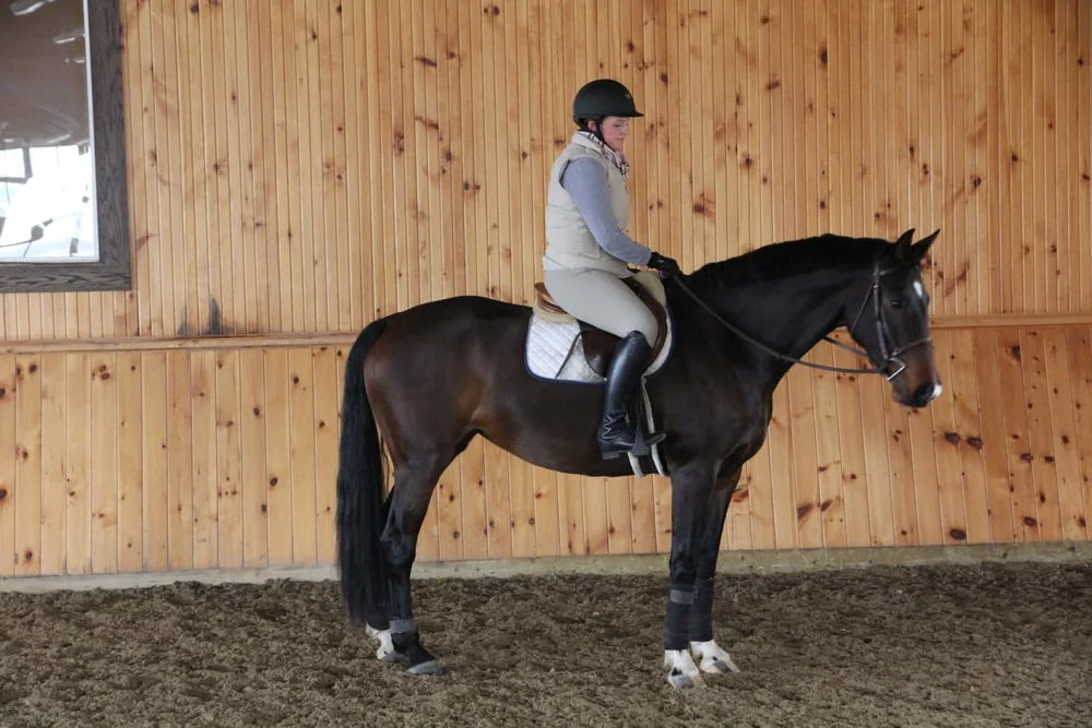 2007 Hanoverian Mare - Trained and Sold by Kevin Holowack