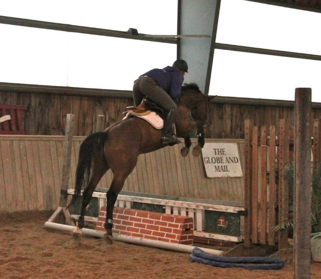 2008 Gelding by VDL Ulando H