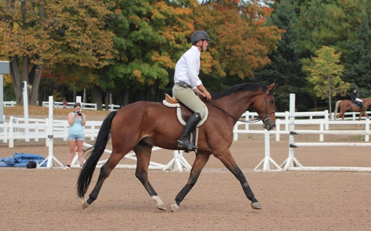2009 Gelding purchased out of PSI Auction in Germany