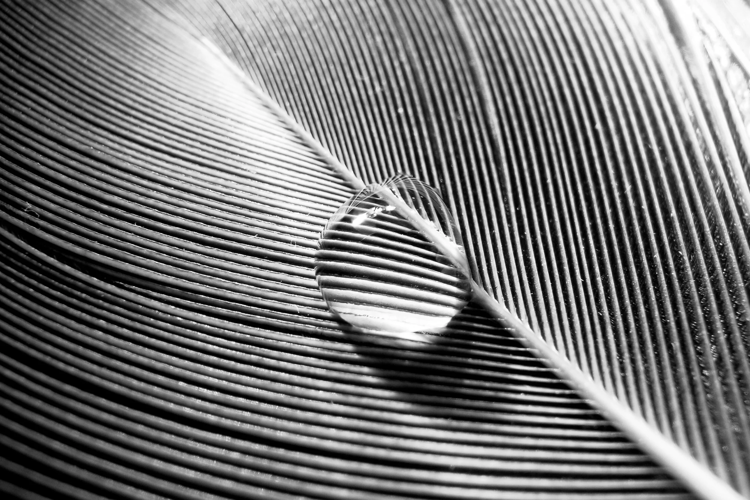 Towards Transparency and Accountability 