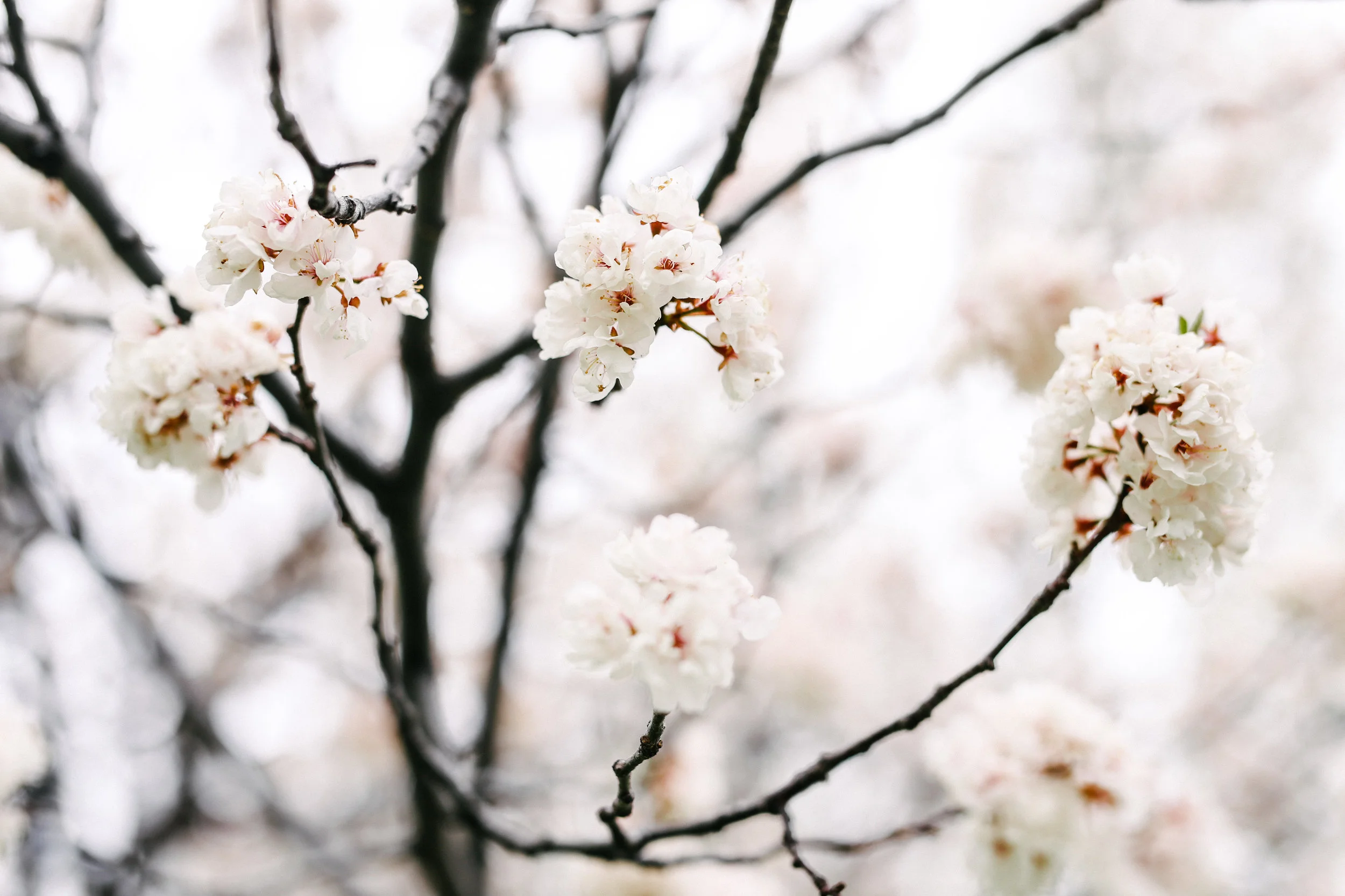 steamboat springs photographer daniellezimmererphotography.lifestyle photographer.