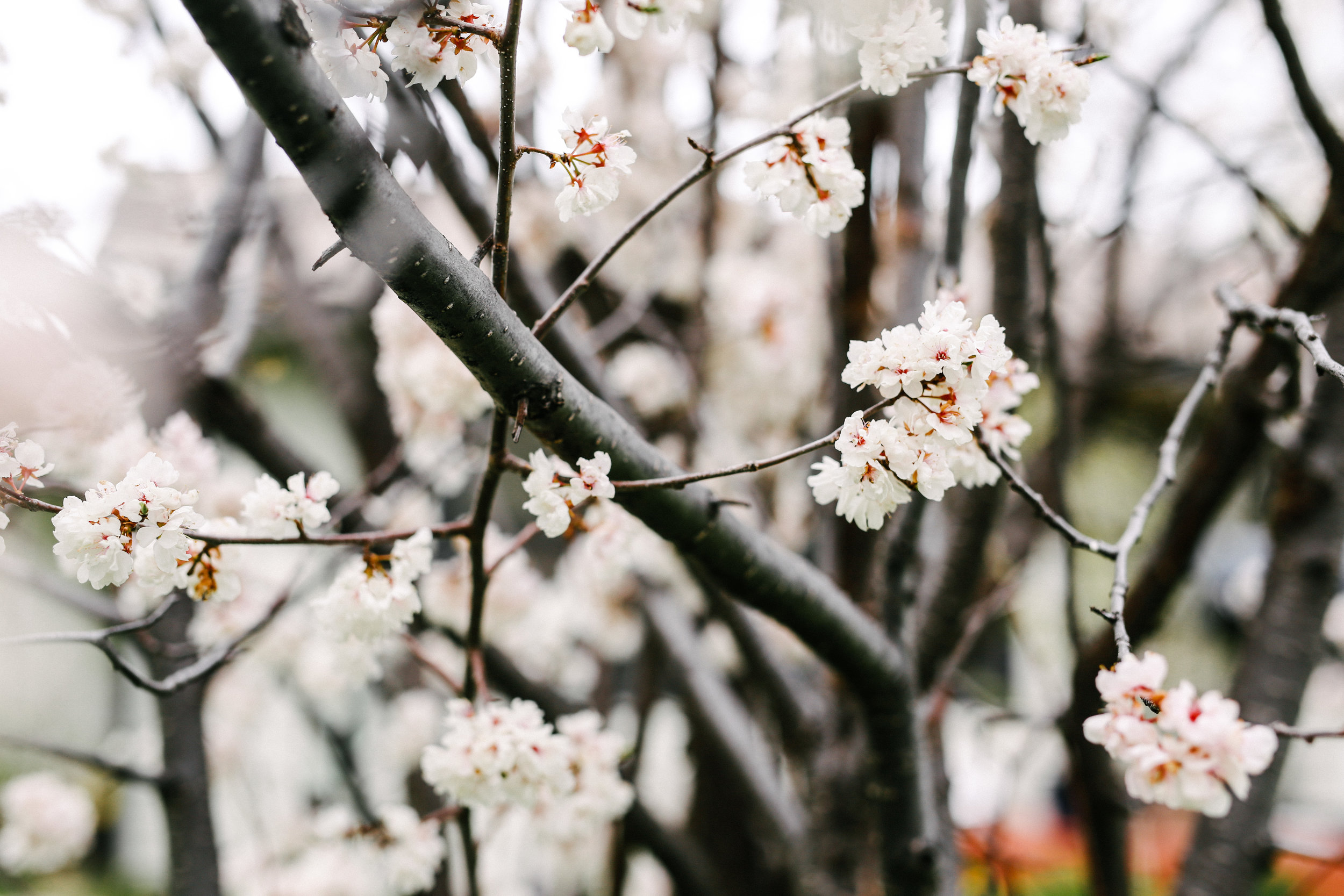 steamboat springs photographer daniellezimmererphotography.lifestyle photographer.  