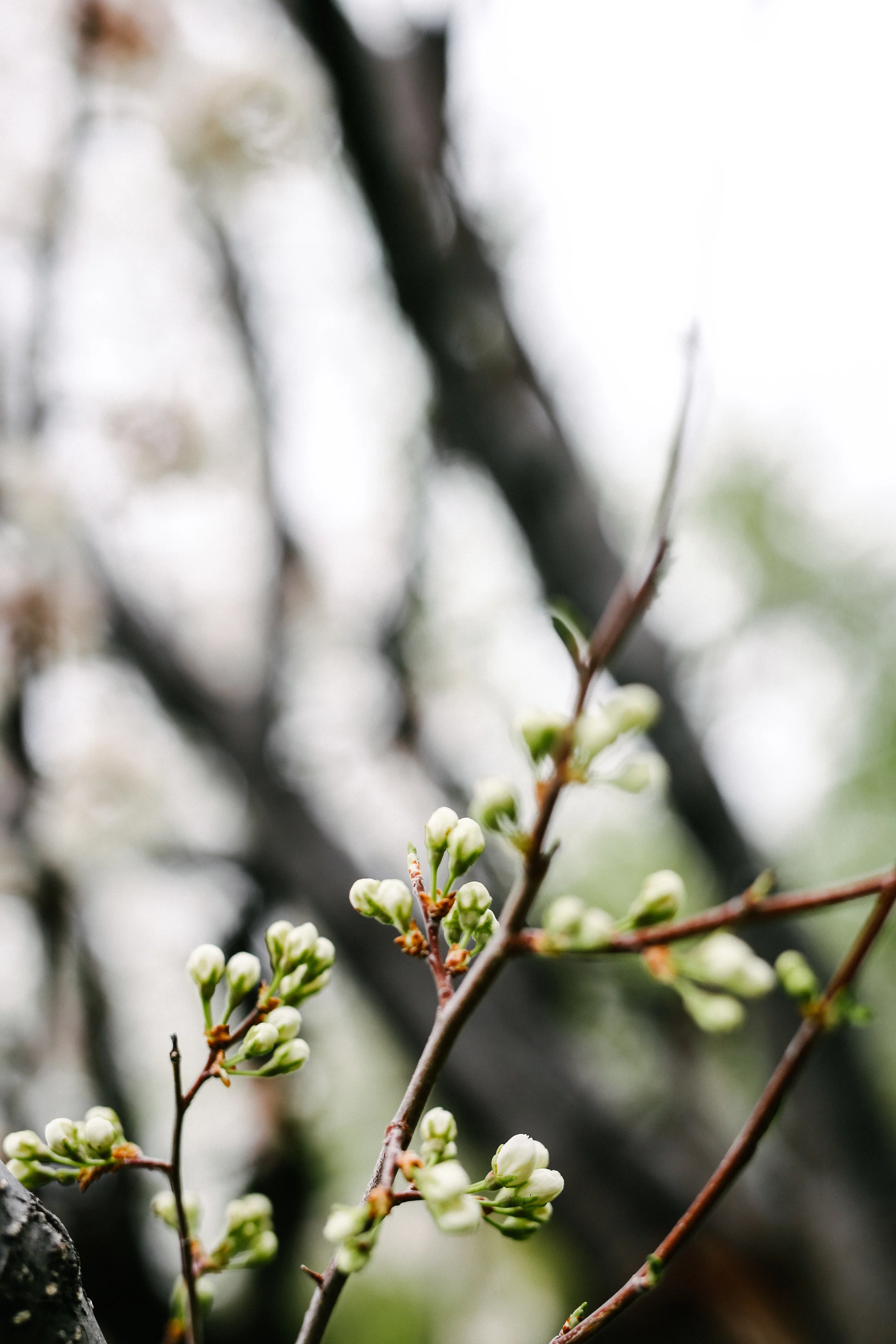 steamboat springs photographer daniellezimmererphotography.lifestyle photographer.