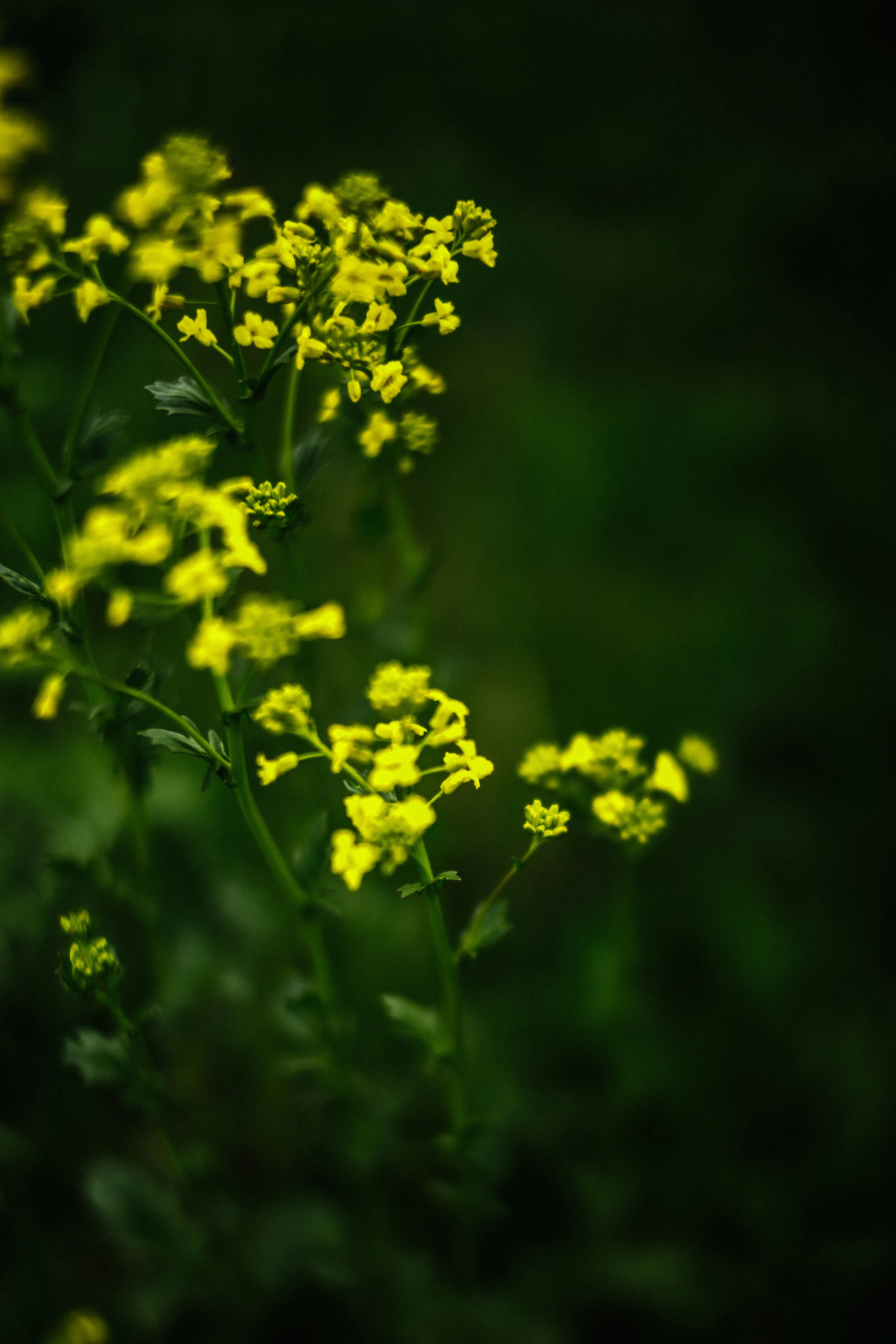 steamboat springs photographer daniellezimmererphotography.lifestyle photographer.