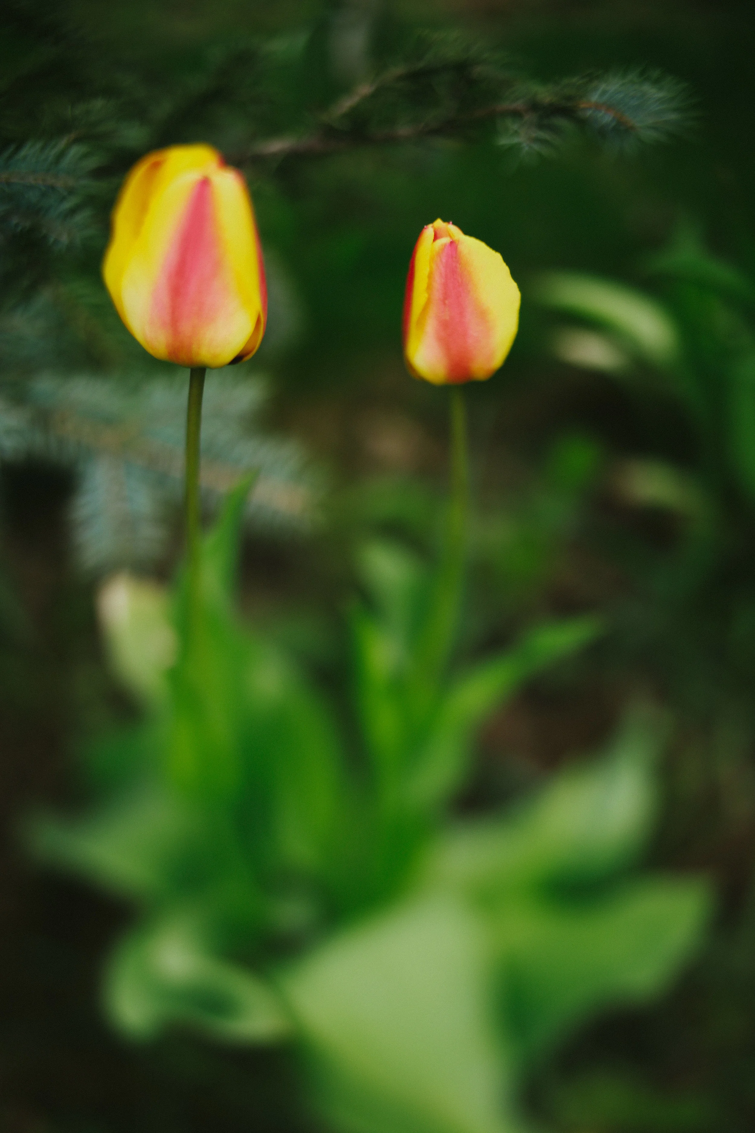 steamboat springs photographer daniellezimmererphotography.lifestyle photographer.