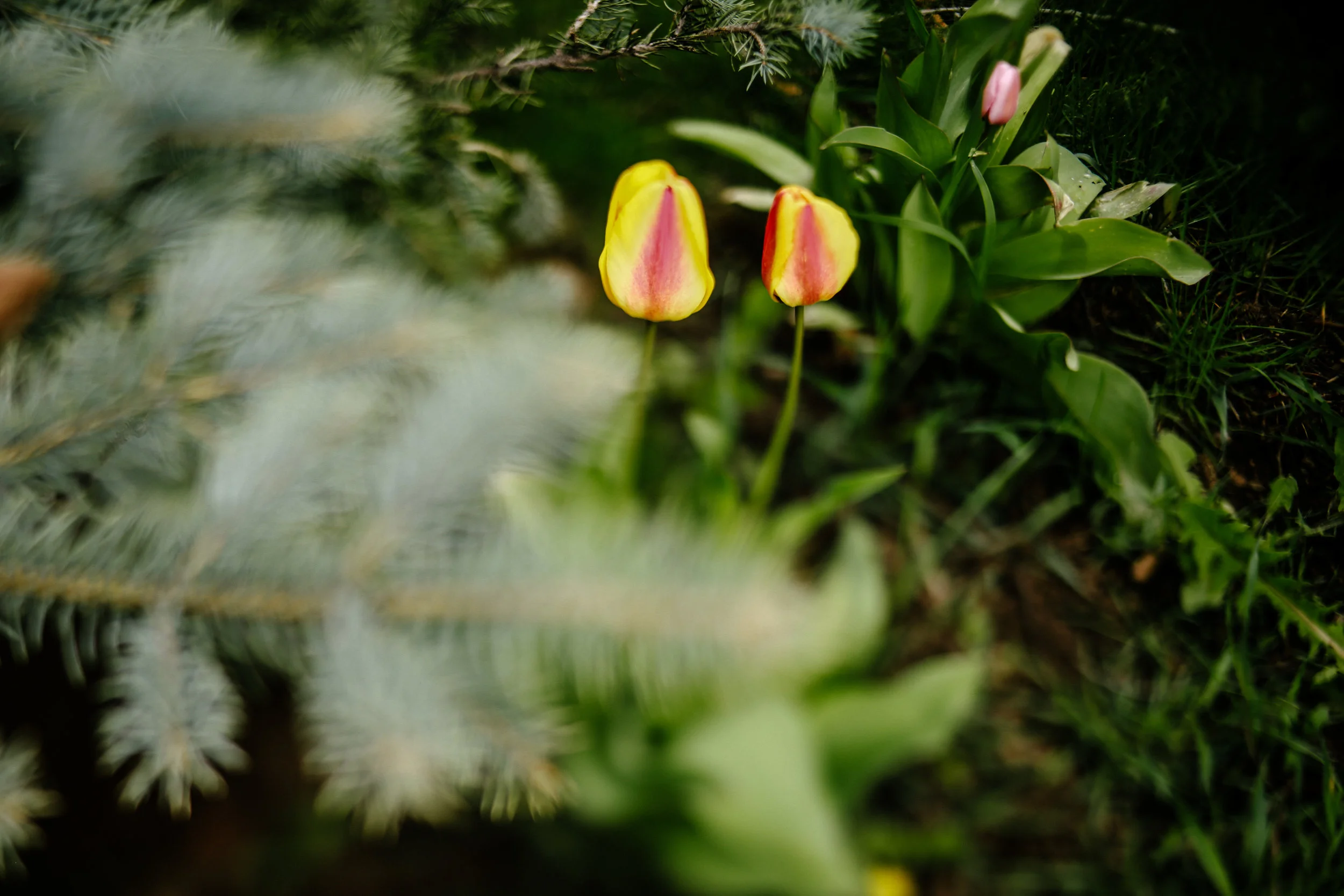 steamboat springs photographer daniellezimmererphotography.lifestyle photographer.