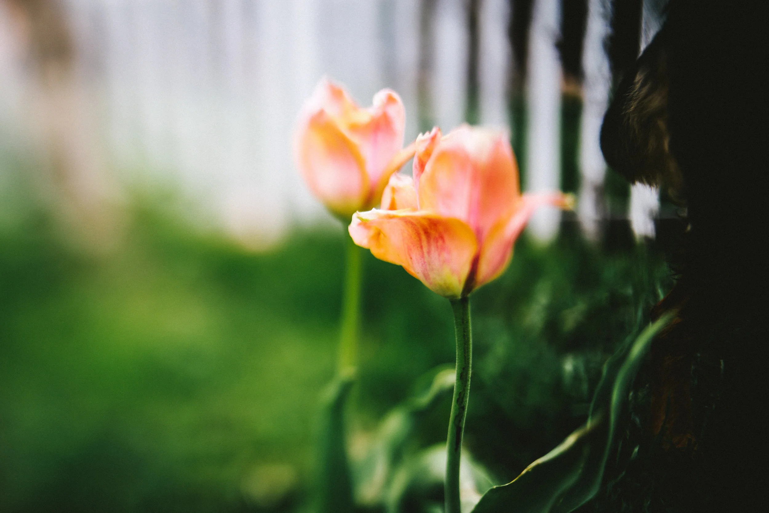 steamboat springs photographer daniellezimmererphotography.lifestyle photographer.