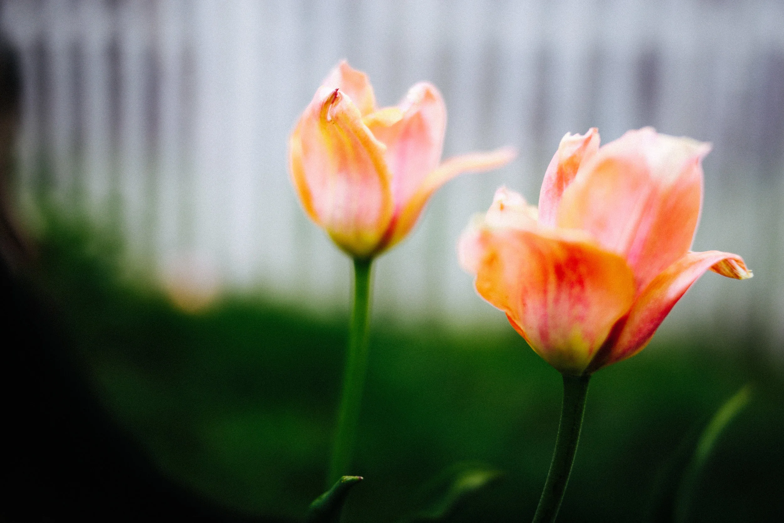 steamboat springs photographer daniellezimmererphotography.lifestyle photographer.