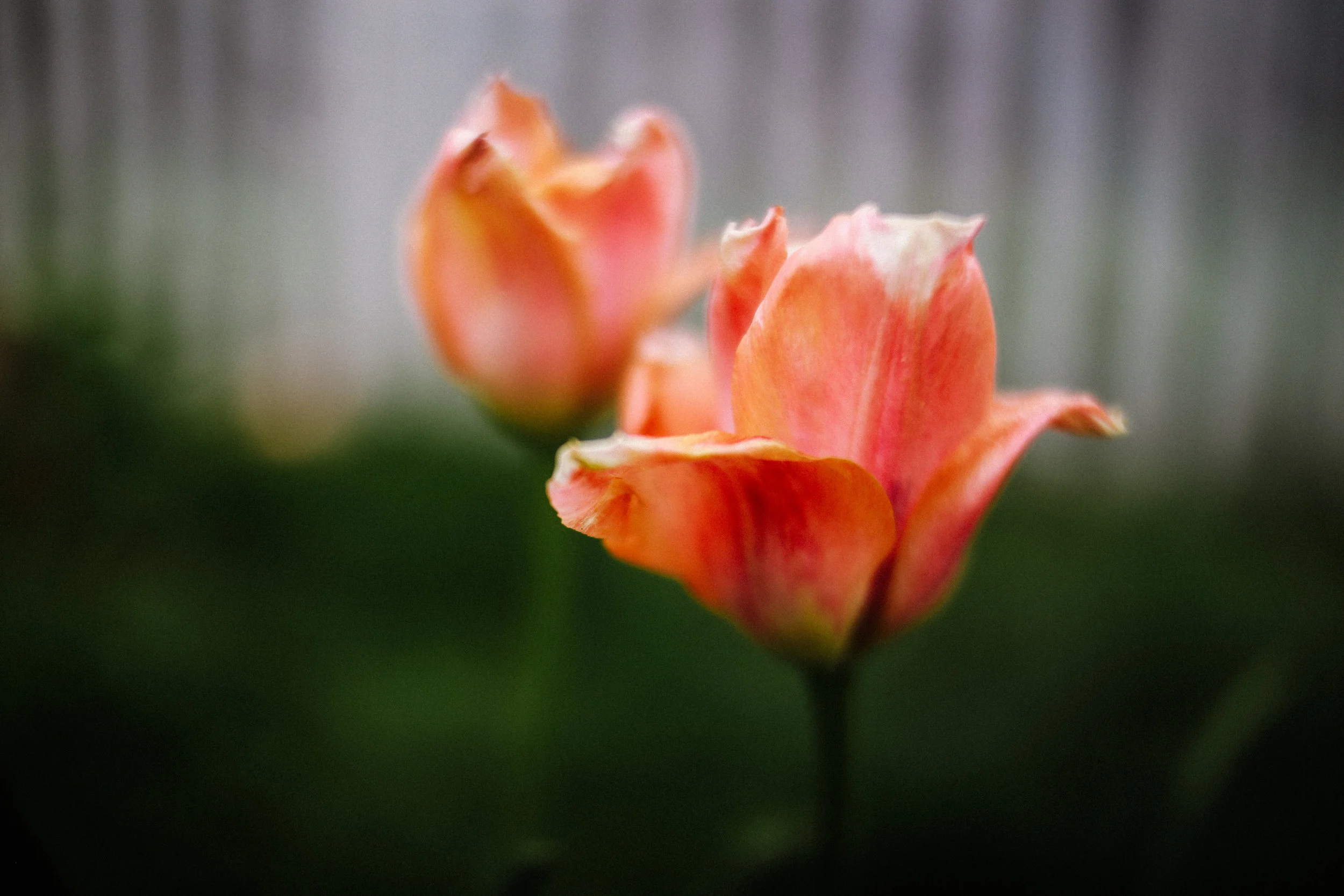 steamboat springs photographer daniellezimmererphotography.lifestyle photographer.