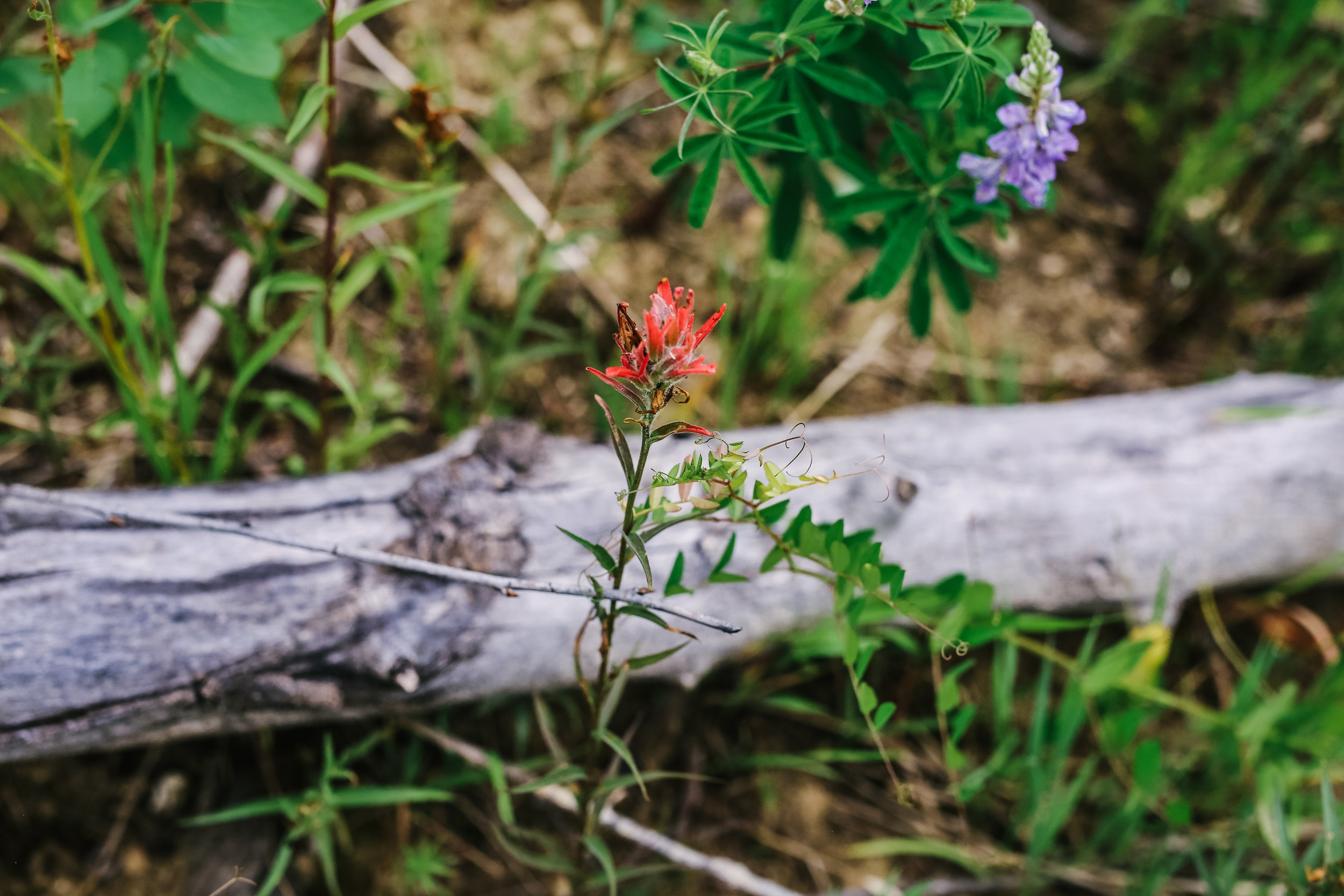 steamboatspringscolorado.photographer.nature.landscapephotography