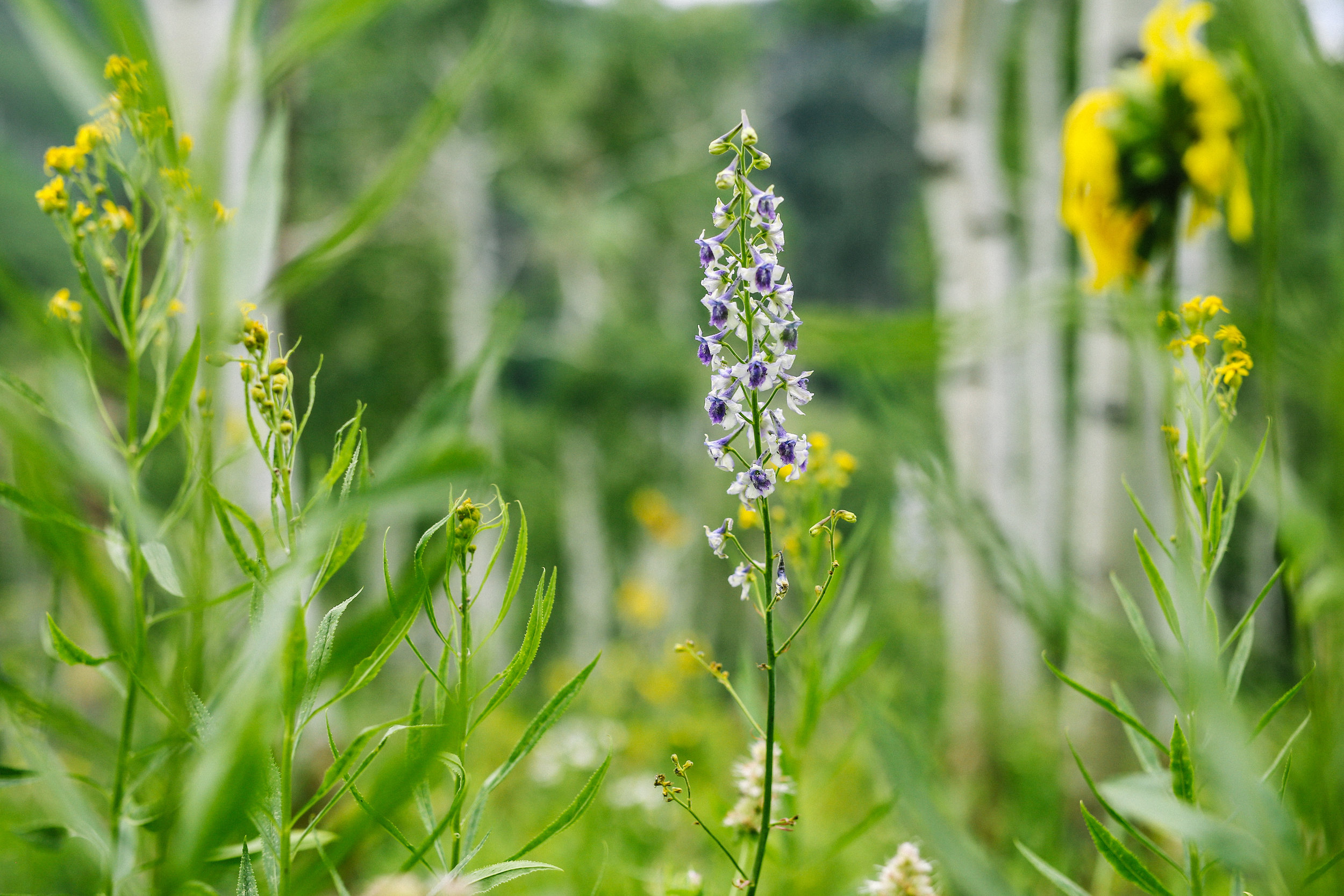 steamboatspringscolorado.photographer.nature.landscapephotography