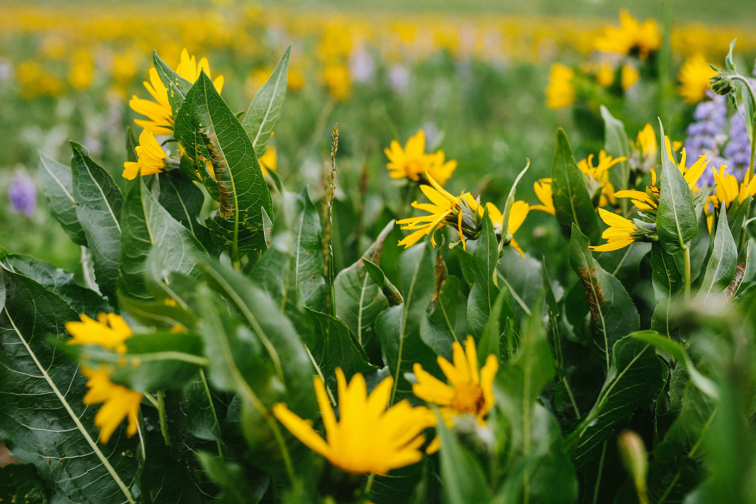 steamboatspringscolorado.photographer.nature.landscapephotography