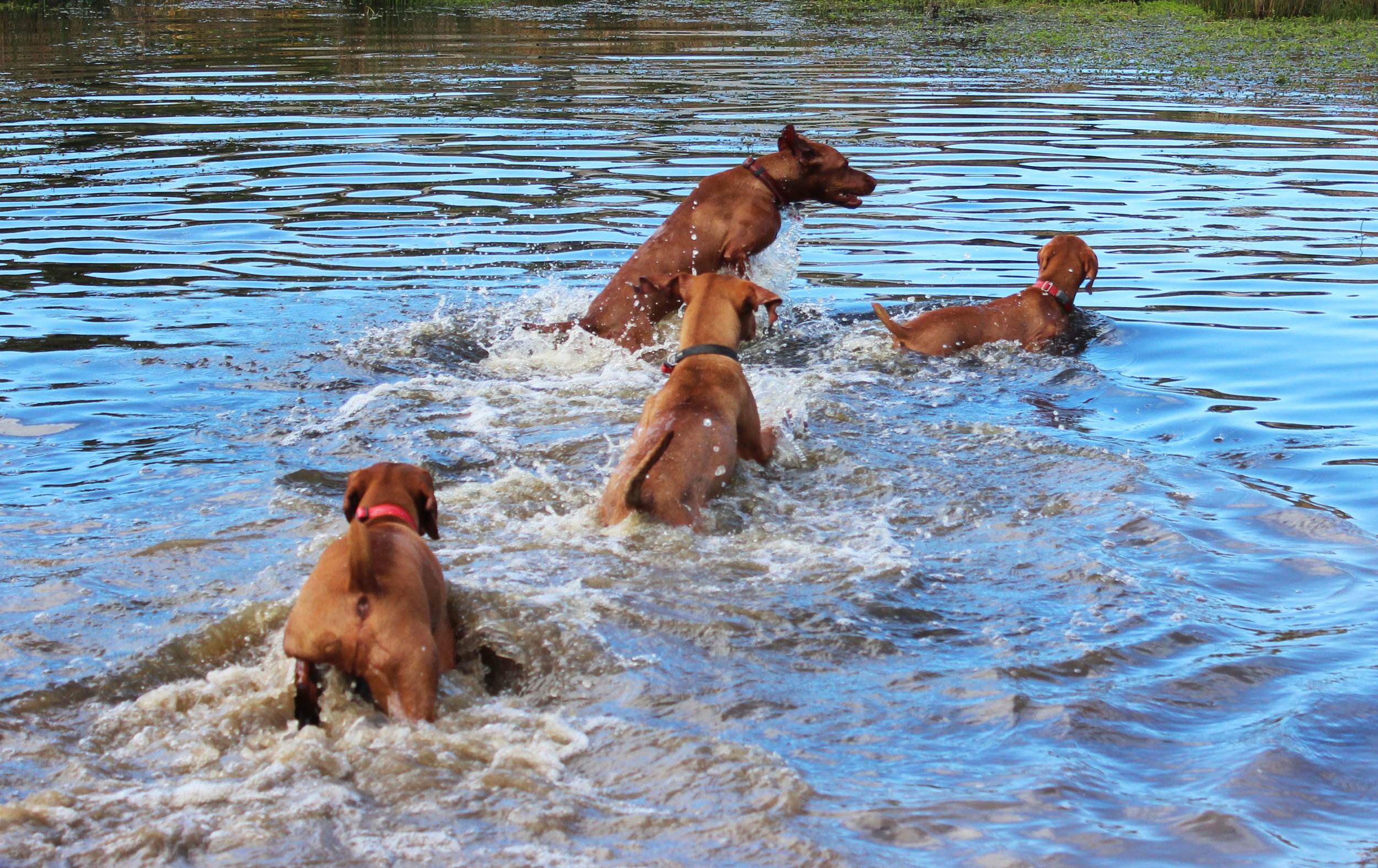 L-R Kingie, Baxter, Arlo, Goo.jpg