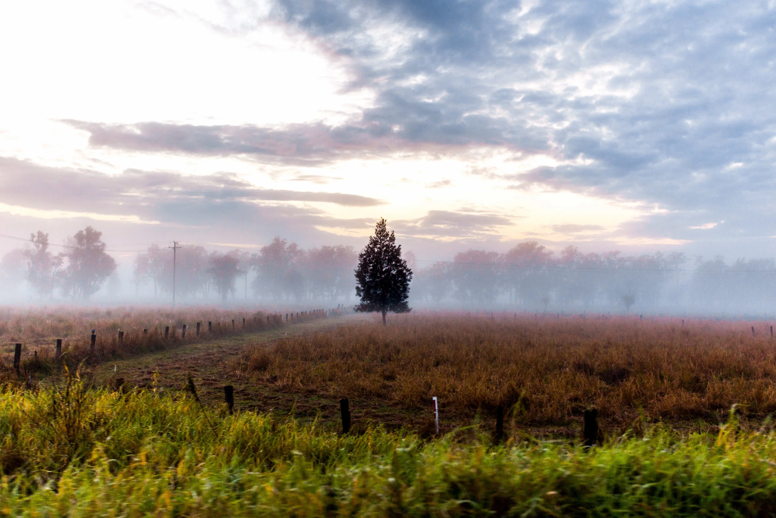 Lonely Tree in Australian Farmlands
