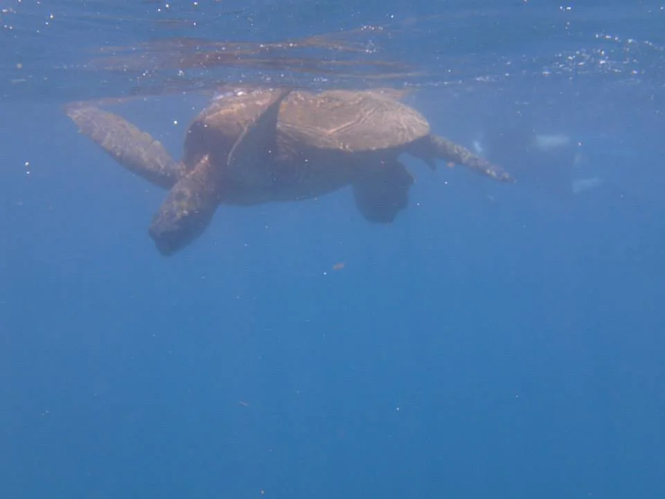 My Hawaii Trip