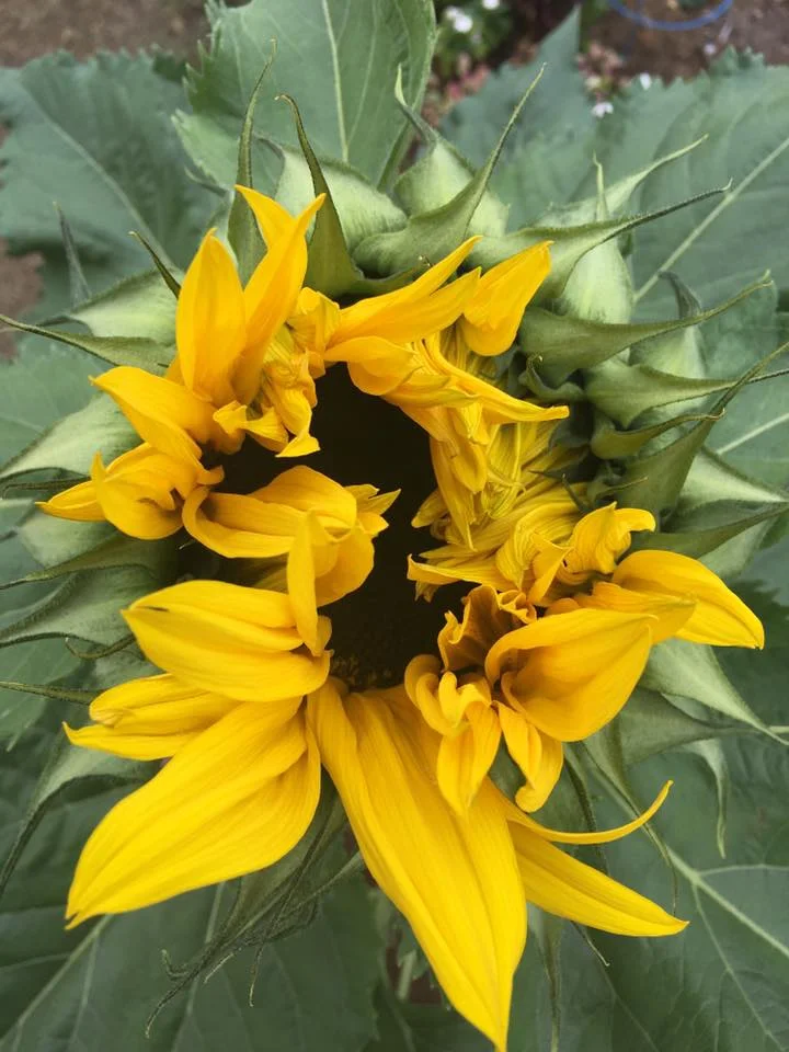 Mammoth Gray Sunflower