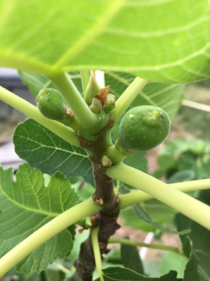 Figs!