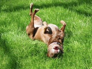 dog.png