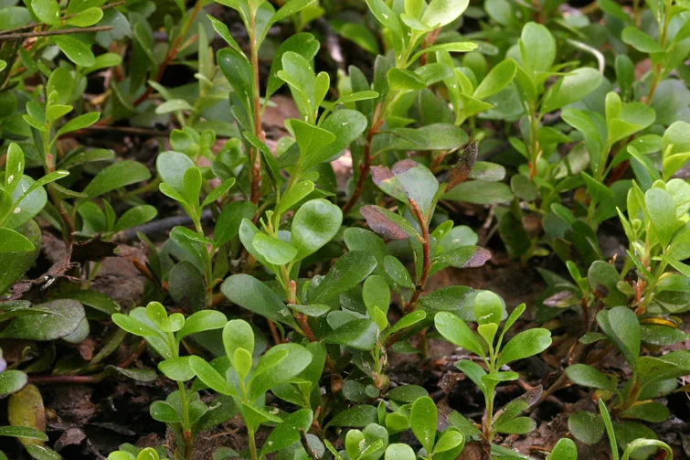 Kinnikinnick Arctostaphylos uvaursi, bundle of 5 — Annual Plant Sale