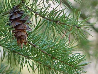 Doug Fir (Pseudotsuga menziesii) 11 Douglas Fir - Pseudotsuga menziesii, bundle of 5
