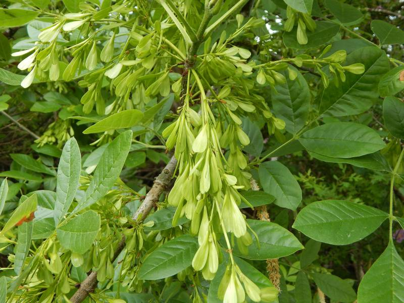 Oregon Ash (Fraxinus latifolia) 13 Ash (Oregon) - Fraxinus latifolia, bundle of 5