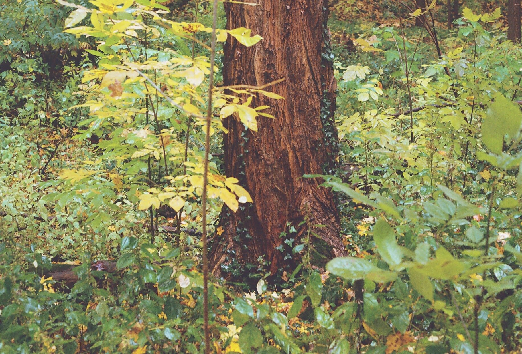 IMG-5513.JPG