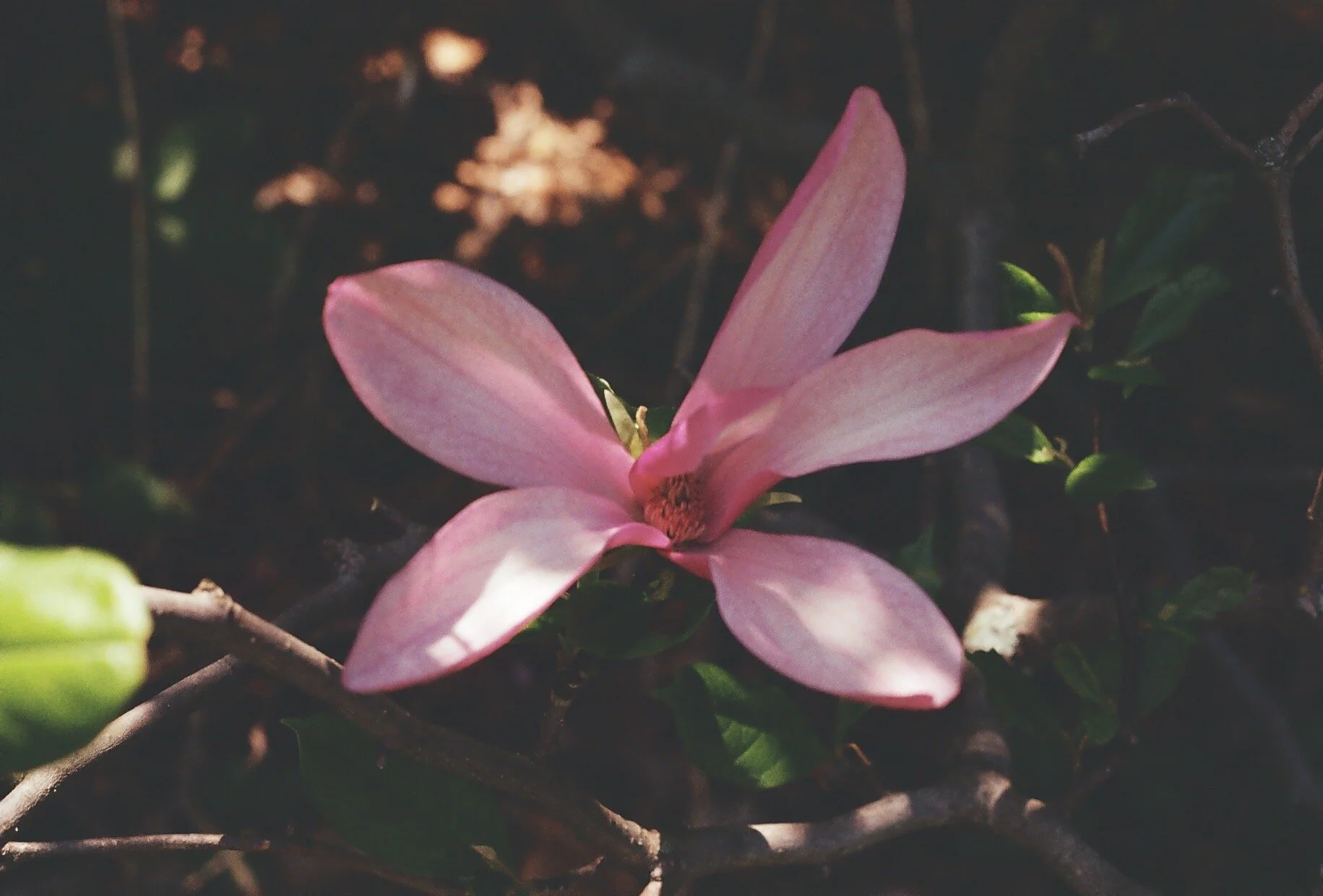 IMG-7747.JPG
