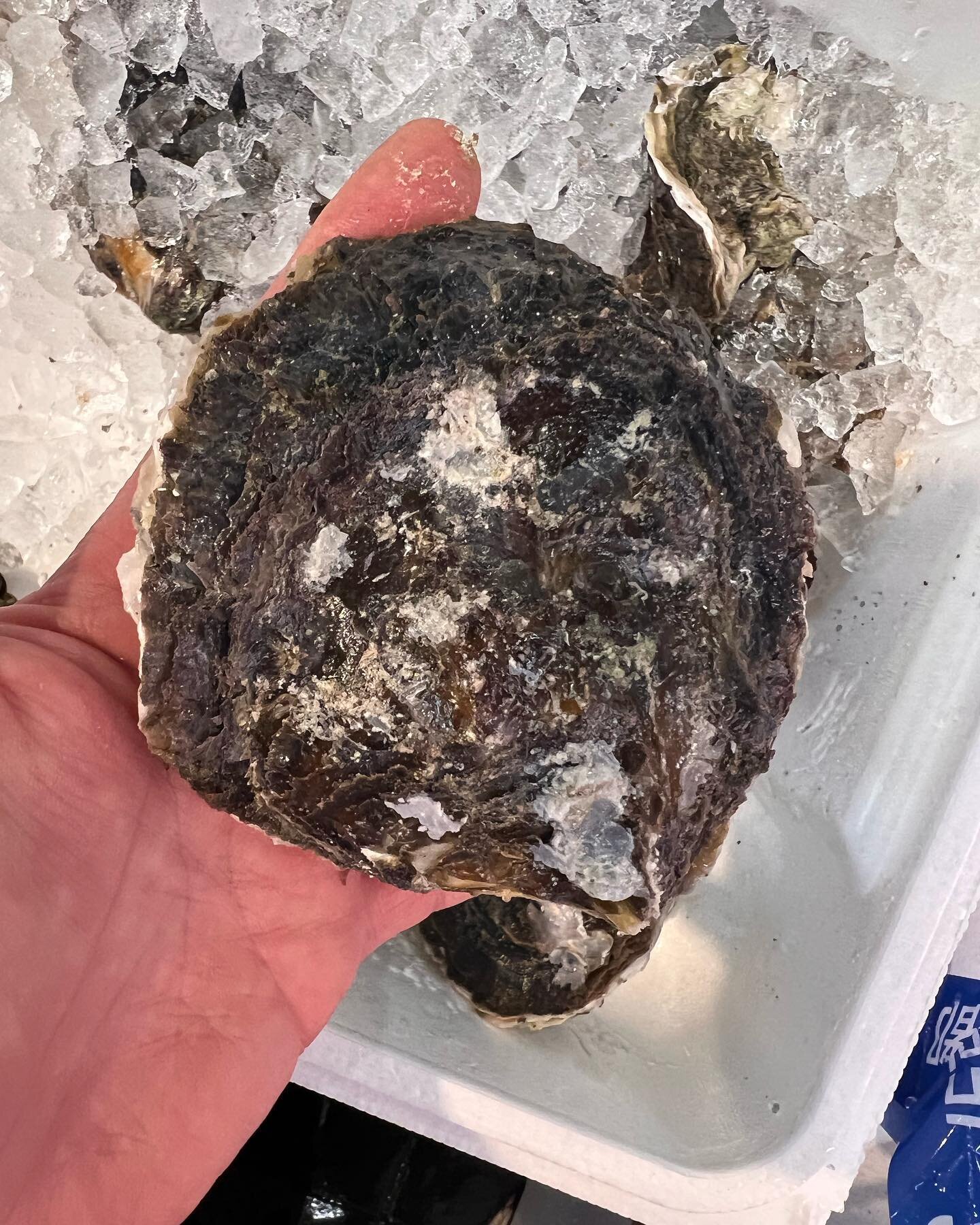 長崎の岩牡蠣。
三重の浅利は味噌汁に。
そして宮城産の天然スズキなど。このスズキめちゃくちゃ良いです。最後の写真は腹から出た脂なんですよ。