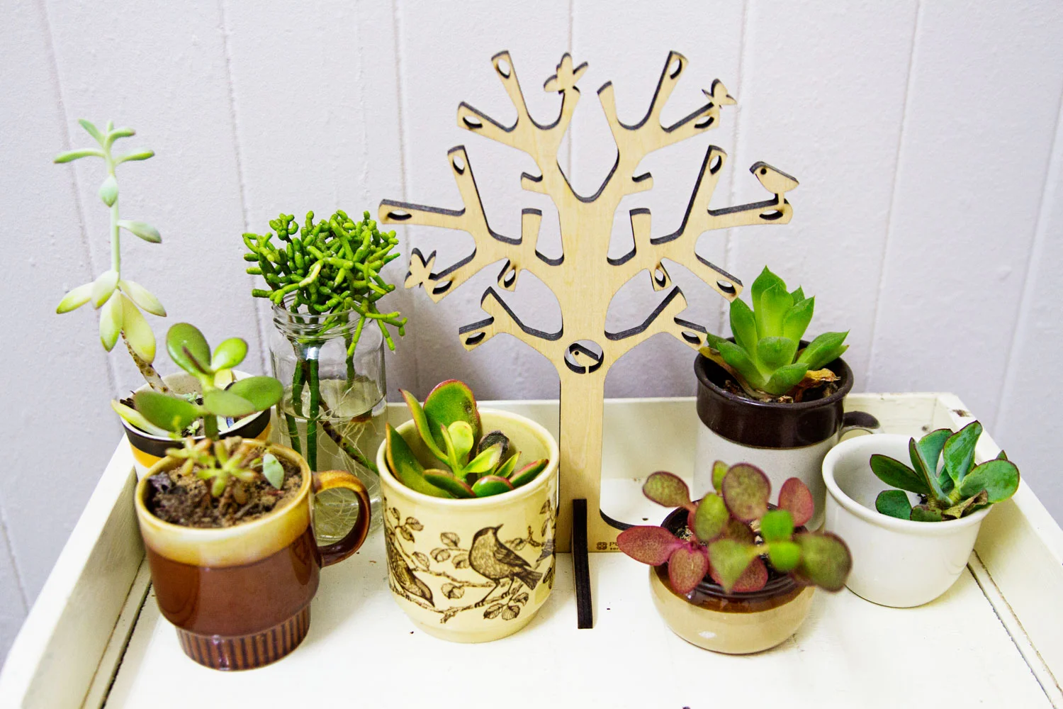 Teacup cactus plants on top of a vintage bookshelf. bella magazine 