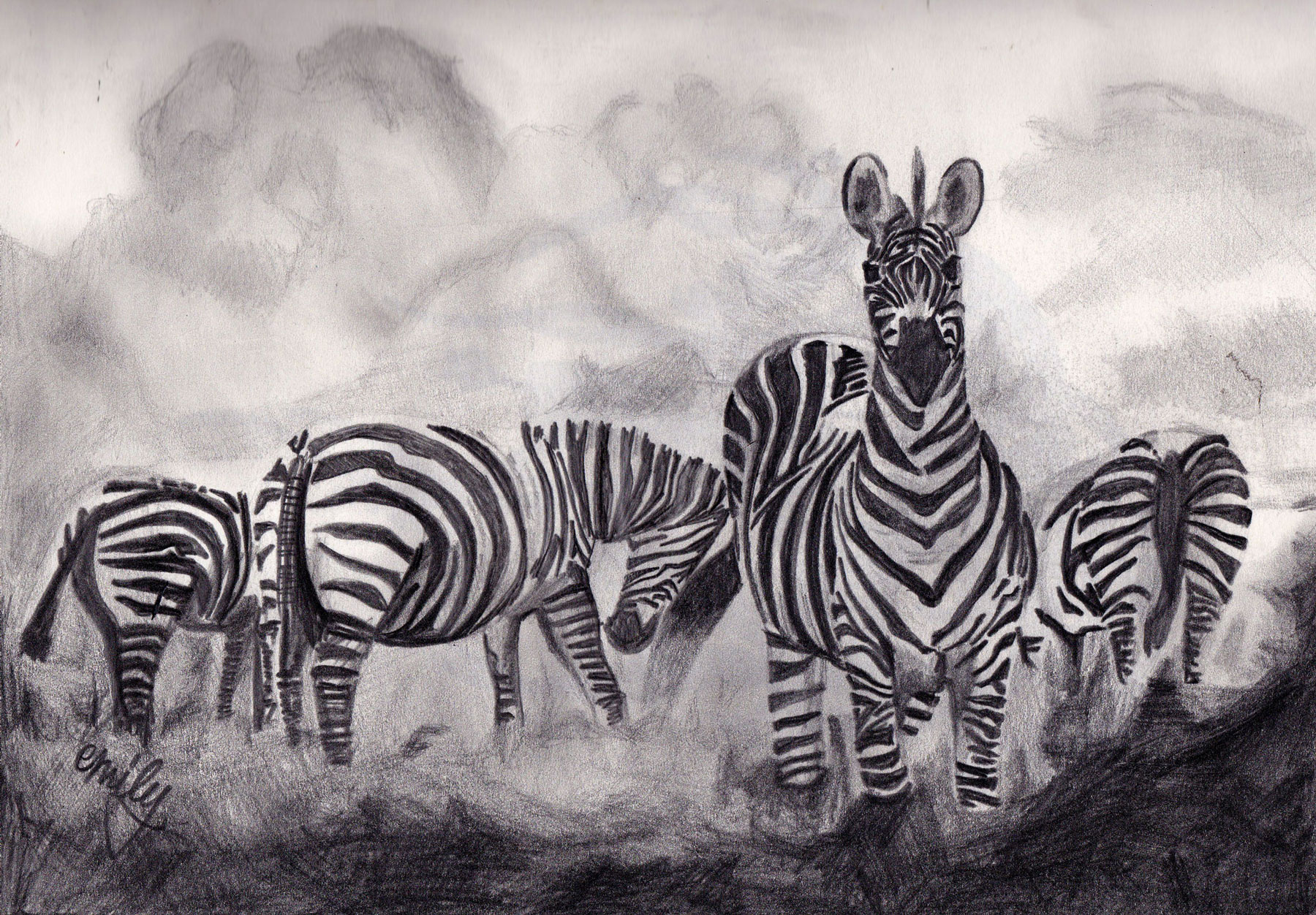 Illustration of Zebras by Emily McCubben