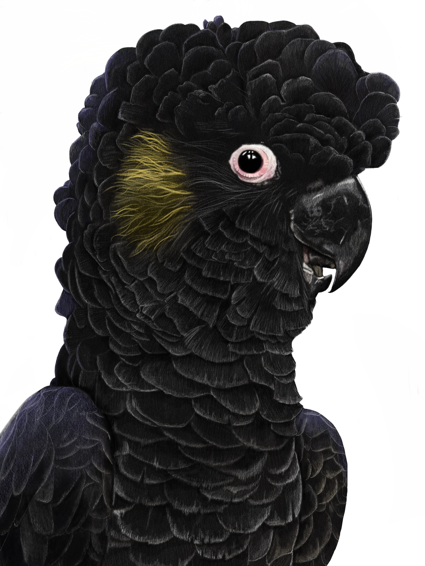 ZKS YT Black Cockatoo.PNG