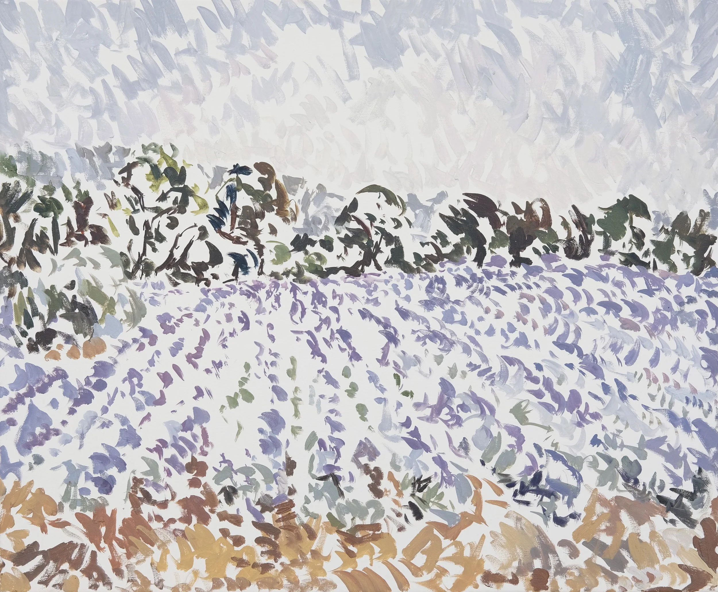 Lavender 6.JPG