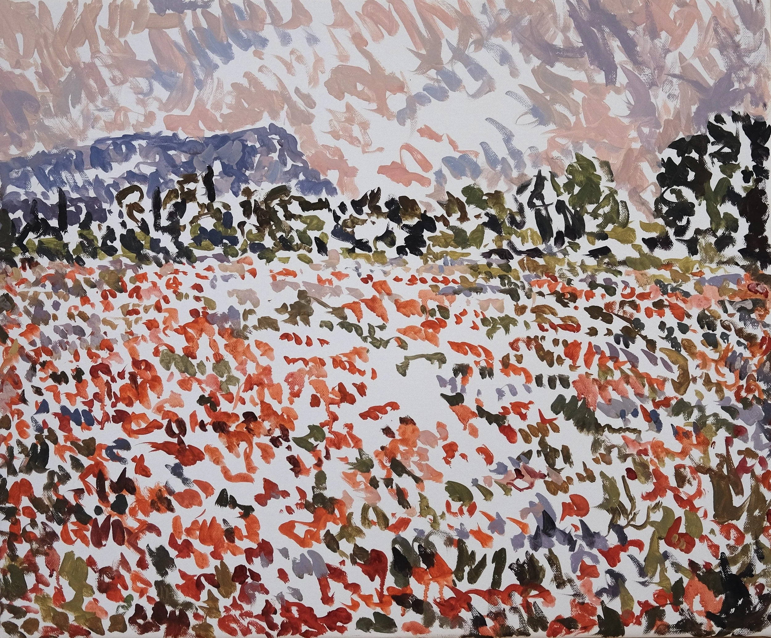 Poppies 4.JPG