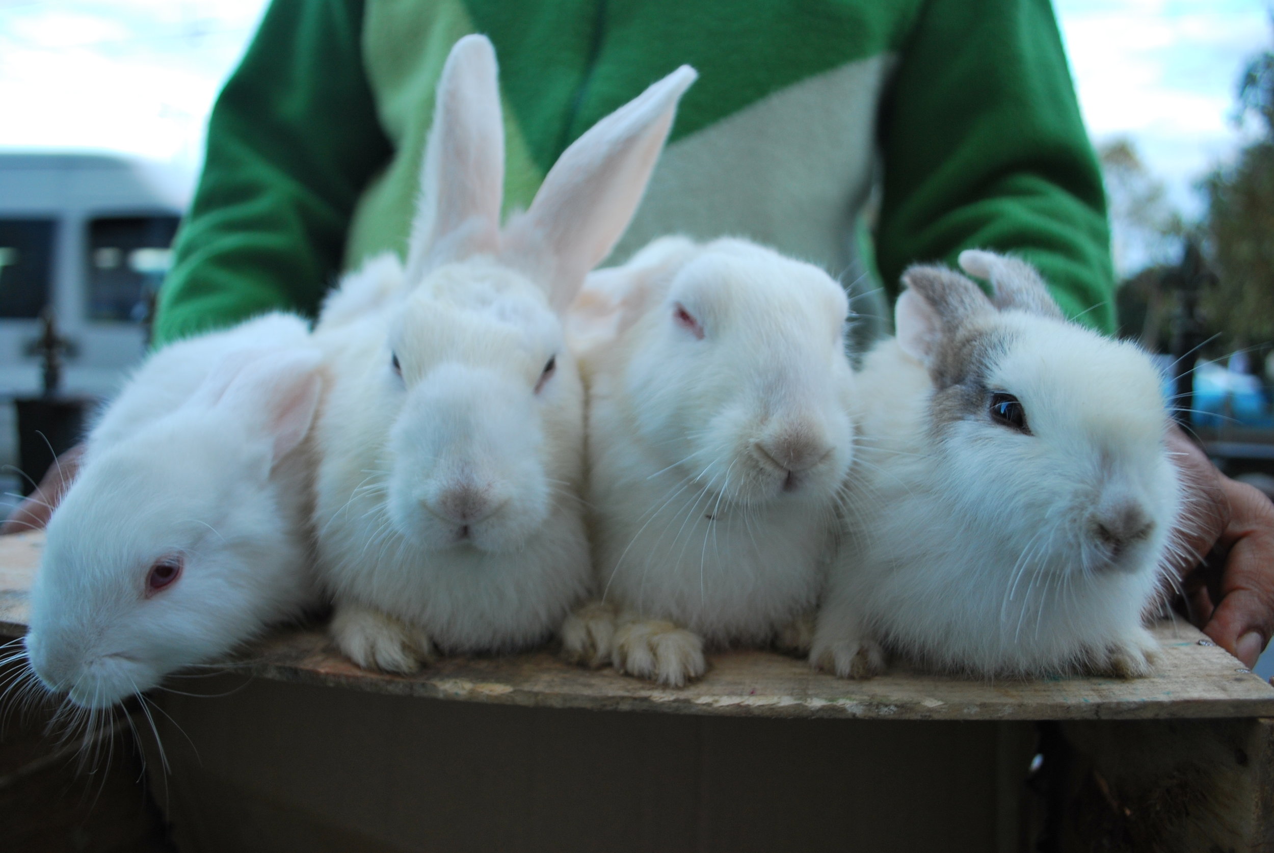 Left to right: Recep, Tayyip, Erdogan and Unknown.