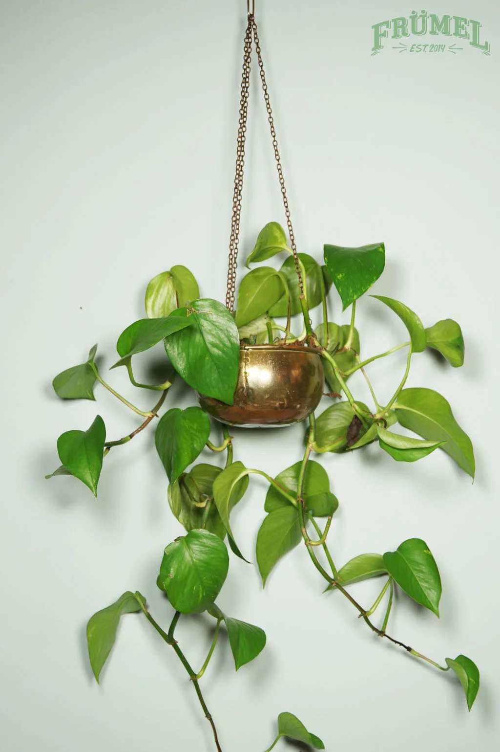 Hangende plant in een gouden pot met groene bladeren tegen een witte muur.