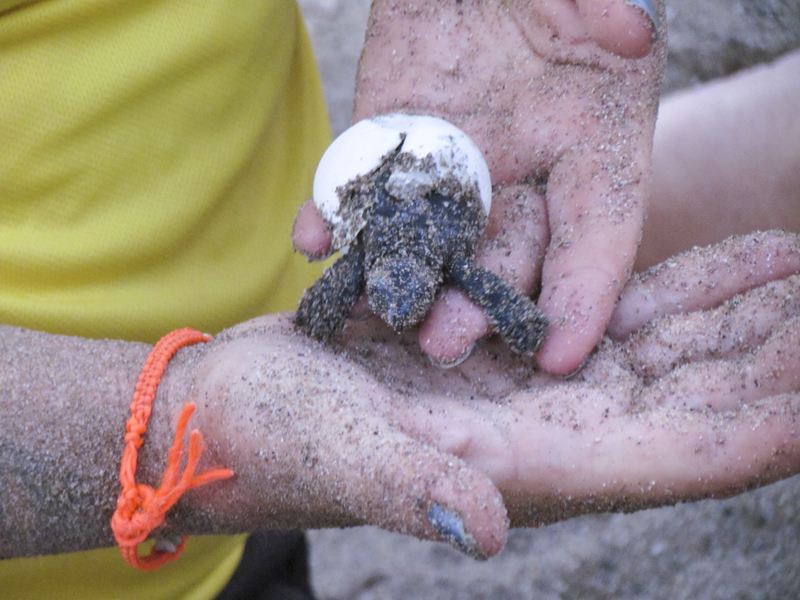 Endangered turtle hatchlings at Vasilia (Güelyalı) beach.