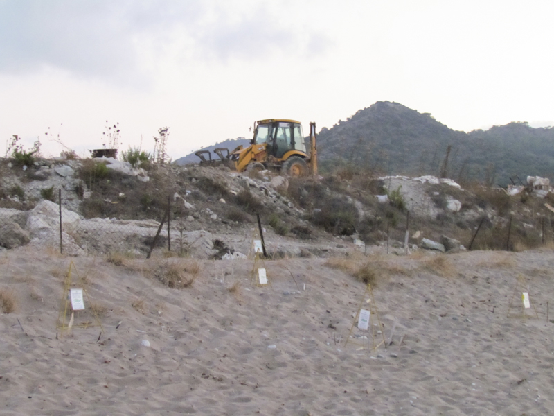 Bulldozers on protected turtle nests at Güelyalı (Vasilia) beach.
