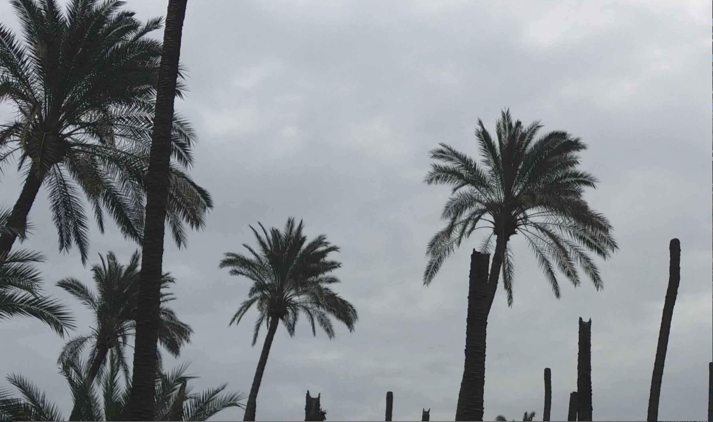   Deteriorated dates palms due to increased soil salinity and infestation by harmful pests   