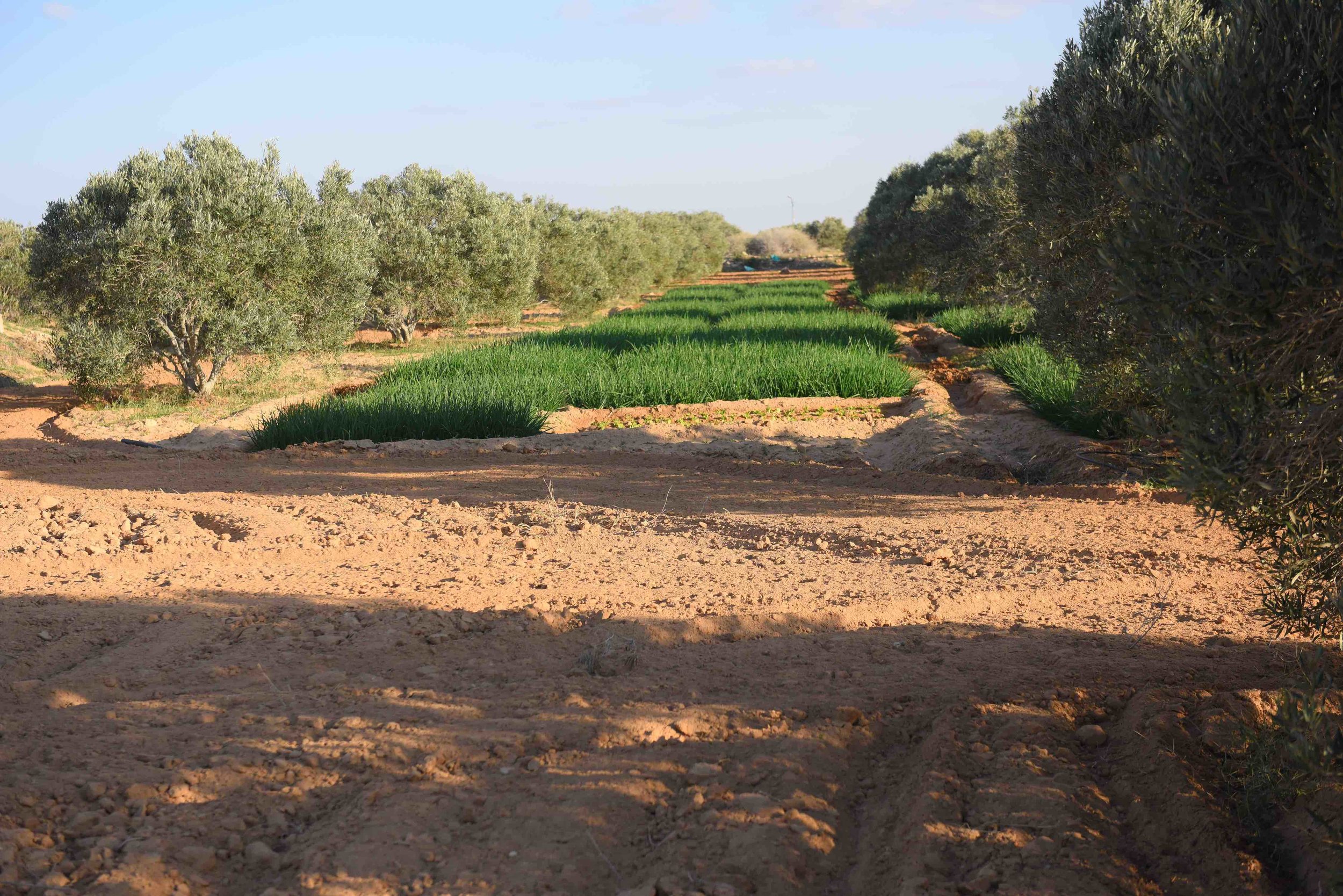  Microcatchment for growing trees      