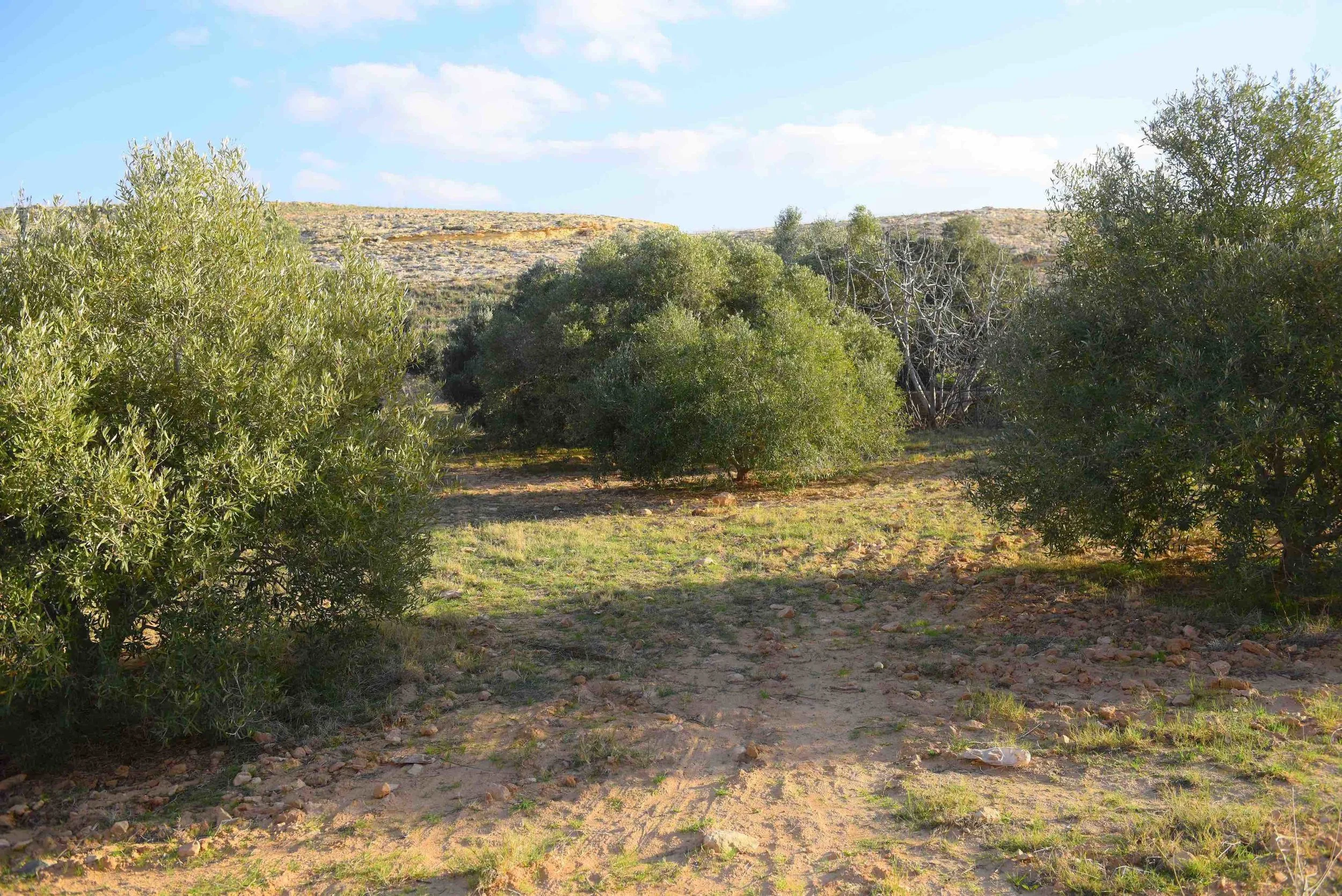 Trees planted over these valleys are olive, almond and fig
